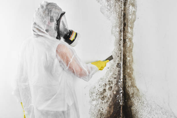 Best Best Mold Removal Companies  in Twin Lakes, VA