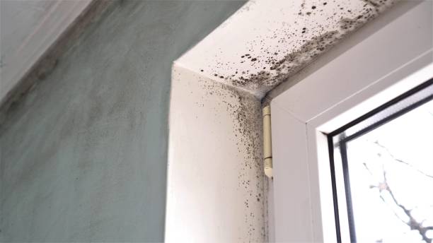 Best Affordable Mold Removal  in Twin Lakes, VA