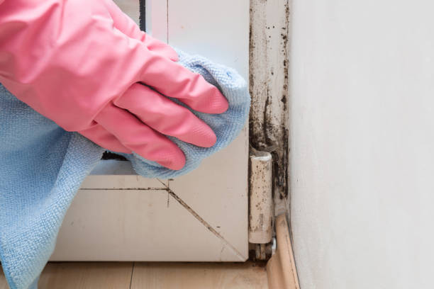 Home Mold Removal in Twin Lakes, VA